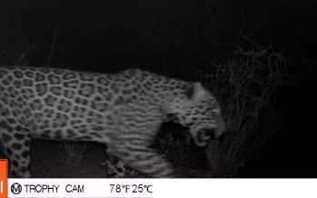 Se confirma la presencia de un yaguareté macho en la Reserva Natural Formosa