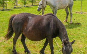San Fernando: liberaron dos caballos usados como tracción a sangre