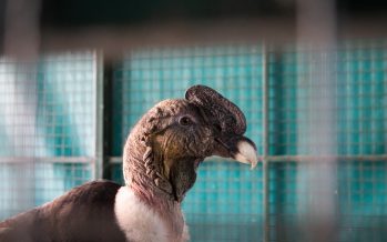 Ambiente trasladó un cóndor andino rescatado a un centro de rehabilitación en Escobar