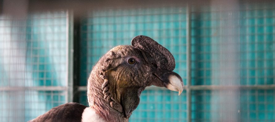 Ambiente trasladó un cóndor andino rescatado a un centro de rehabilitación en Escobar