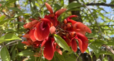 Día de la Flor Nacional: ¿qué sabemos sobre el ceibo?