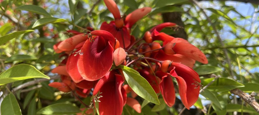 Día de la Flor Nacional: ¿qué sabemos sobre el ceibo?