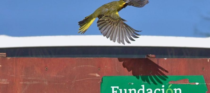 Se reinsertaron 20 cardenales que había sido objeto de tráfico de fauna