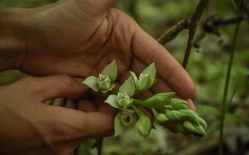 Escobar profundiza acciones para preservar una especie de orquídea amenazada