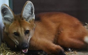 Trasladaron a un aguará guazú al Centro de Recuperación Temaikèn que deambulaba por Olavarría