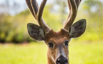 Crearon un modelo de Inteligencia Artificial que identificó un 17% más de ciervos en el Delta