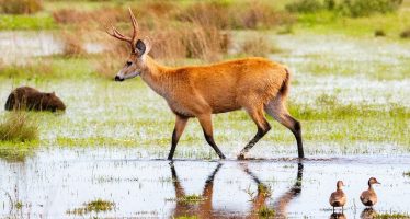 El Parque Nacional Ciervo de los Pantanos celebra sus primeros seis años