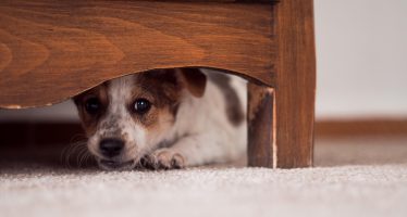 Cómo cuidar a las mascotas de la pirotecnia durante las fiestas