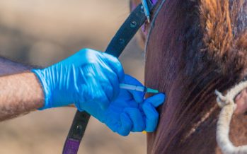 Encefalitis equina: San Fernando vacunó a los caballos rescatados de la Tracción a Sangre