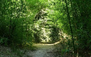 Actividades en zona norte por el Día Mundial de la Educación Ambiental