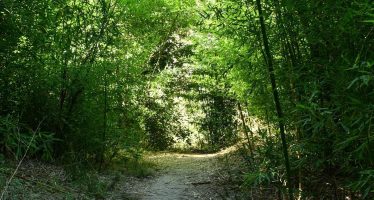 Actividades en zona norte por el Día Mundial de la Educación Ambiental