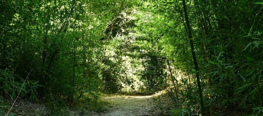 Actividades en zona norte por el Día Mundial de la Educación Ambiental
