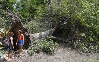 Cables enredados en árboles y casas sin luz hace 19 días: el reclamo de los isleños del Delta de Tigre