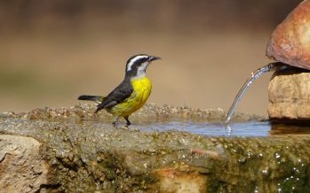 El avistamiento de aves como propulsor de la concientización ambiental