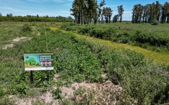Replantación de nativas en el predio de la Estación Experimental INTA Delta