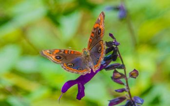 Gran cantidad de mariposas en San Fernando: ¿Cuál es el motivo de su aparición?