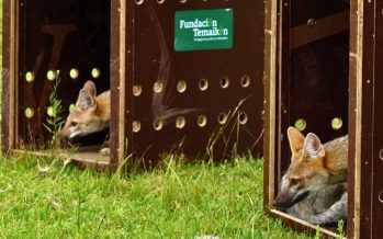 Cinco zorros regresaron a su hábitat tras la recuperación en el Centro de Recuperación de Especies