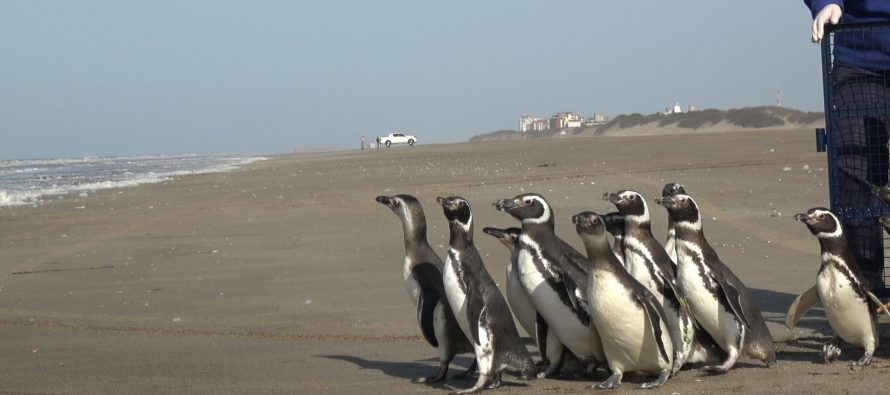 El 2023, un año triste para el delfín Franciscana de nuestra costa atlántica