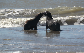El tierno regreso al mar de dos lobos marinos tras una difícil rehabilitación por heridas y cortes