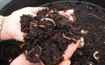 Comienza el Mes del Compostaje: recomendaciones para compostar