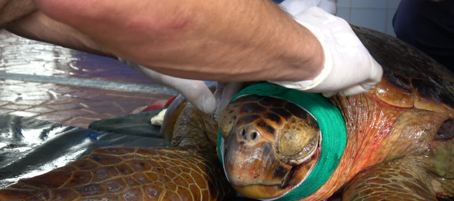 Rescatan a una tortuga gravemente herida por una hélice en el Delta bonaerense