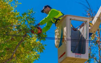 San Fernando: nueva temporada de poda programada para cuidar los árboles