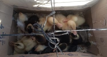 Escobar: rescatan patos y pollitos que eran comercializados de forma ilegal