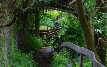 Reserva Ecológica: el espacio verde de Vicente López en el Día Mundial del Medio Ambiente
