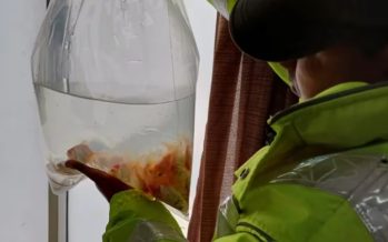 Encontraron 330 peces en conservadoras en un ómnibus que circulaba por Panamericana