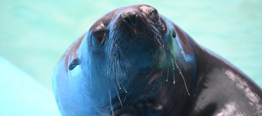 Lobito rescatado en Maschwitz regresó al mar