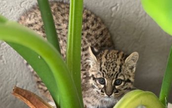Rescataron un cachorro de gato montés en Cardales