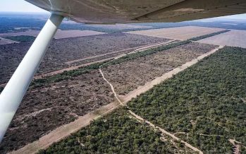 Chaco: imputaron a siete funcionarios, legisladores y empresarios por la tala indiscriminada