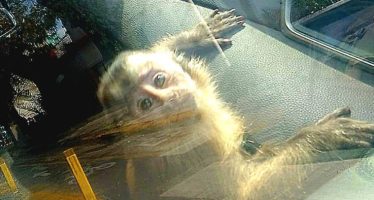 Rescataron a un mono que se encontraba en cautiverio dentro de una vivienda