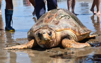 Rescatan y regresan al mar una tortuga cabezona