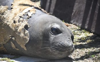Regresó al mar el elefante marino que fue encontrado en el Delta de San Fernando