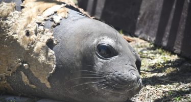 Regresó al mar el elefante marino que fue encontrado en el Delta de San Fernando
