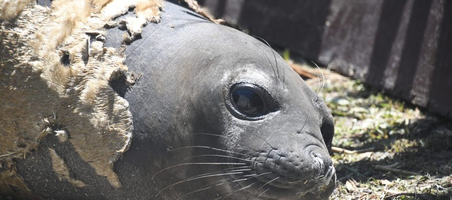Regresó al mar el elefante marino que fue encontrado en el Delta de San Fernando