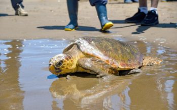 La odisea de una tortuga marina: de quedar atrapada en redes de pesca a expulsar basura