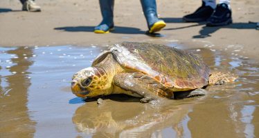 La odisea de una tortuga marina: de quedar atrapada en redes de pesca a expulsar basura