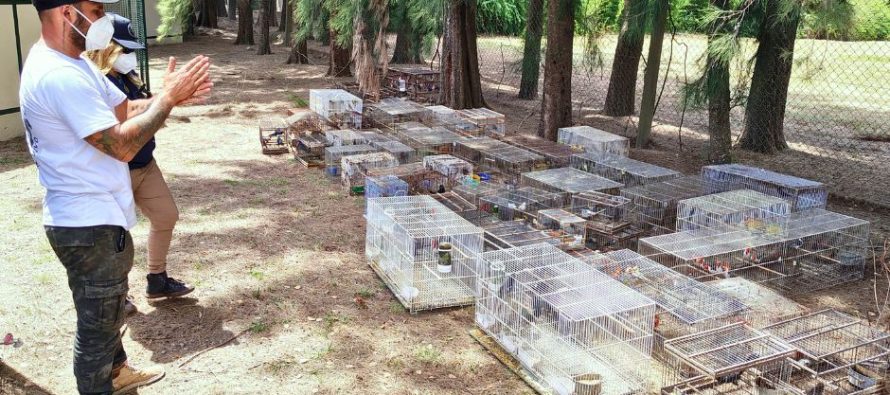 La Fundación Temaikèn recibió 353 aves rescatadas del tráfico ilegal