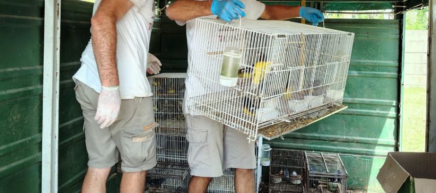 Aves rescatadas de la venta ilegal: se conocieron más datos sobre los allanamientos