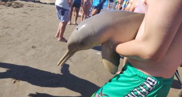 Murió un delfín en Mar del Tuyú por la imprudencia de turistas