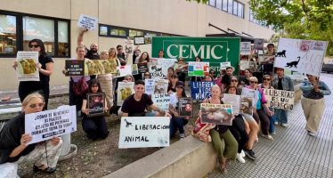 Trasladaron 41 monos a Sudáfrica que eran usados para experimentos en un hospital