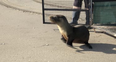 Regresó al mar un lobo marino que había sido herido con una tanza de pescar