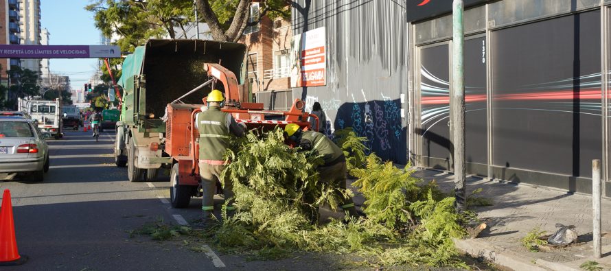 Vecinos de Vicente López ya pueden solicitar la poda del 2025