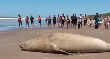Cuáles fueron las principales amenazas de la fauna marina durante 2024