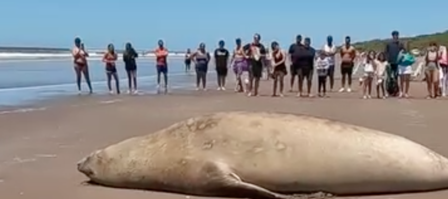 Cuáles fueron las principales amenazas de la fauna marina durante 2024