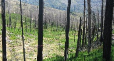 Incendios: advierten sobre el impacto de las especies invasoras y el cambio climático en la regeneración de los ecosistemas