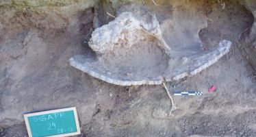 Mercedes: un gliptodonte en las márgenes del río Luján