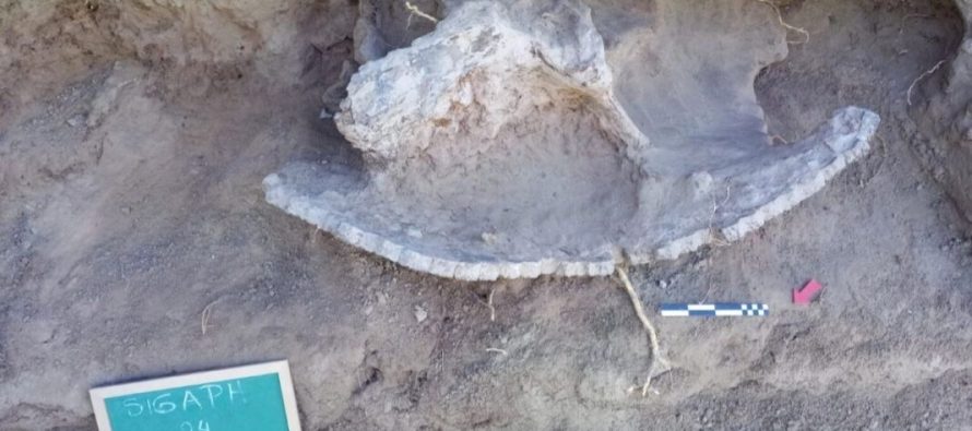 Mercedes: un gliptodonte en las márgenes del río Luján